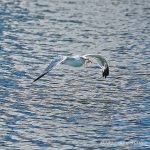 _Z720610_0101